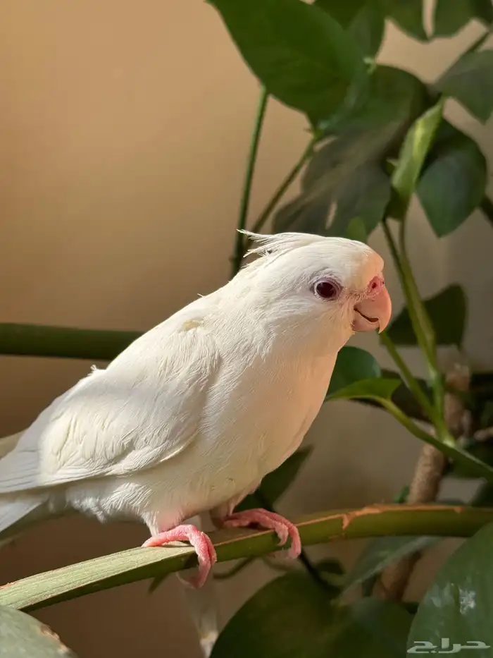 طائر كوكتيل كراون 2