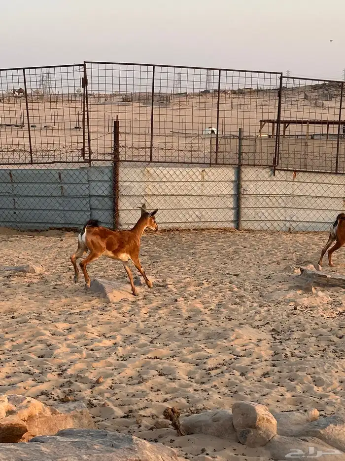 عنز دافع هجين و عل درجة أولى فى الانتاج والهجين 6