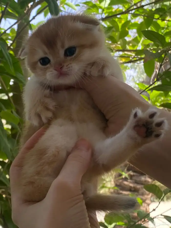 ذكر سكوتش تربل فولد تم البيع 0