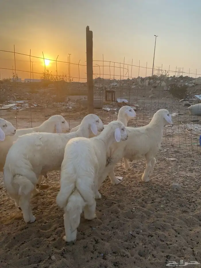 6 طليان فاخره للبيع جمله وتفريد ذبايح 4