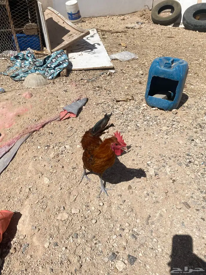 ديكه فيومي ذهبي مستعجل 1