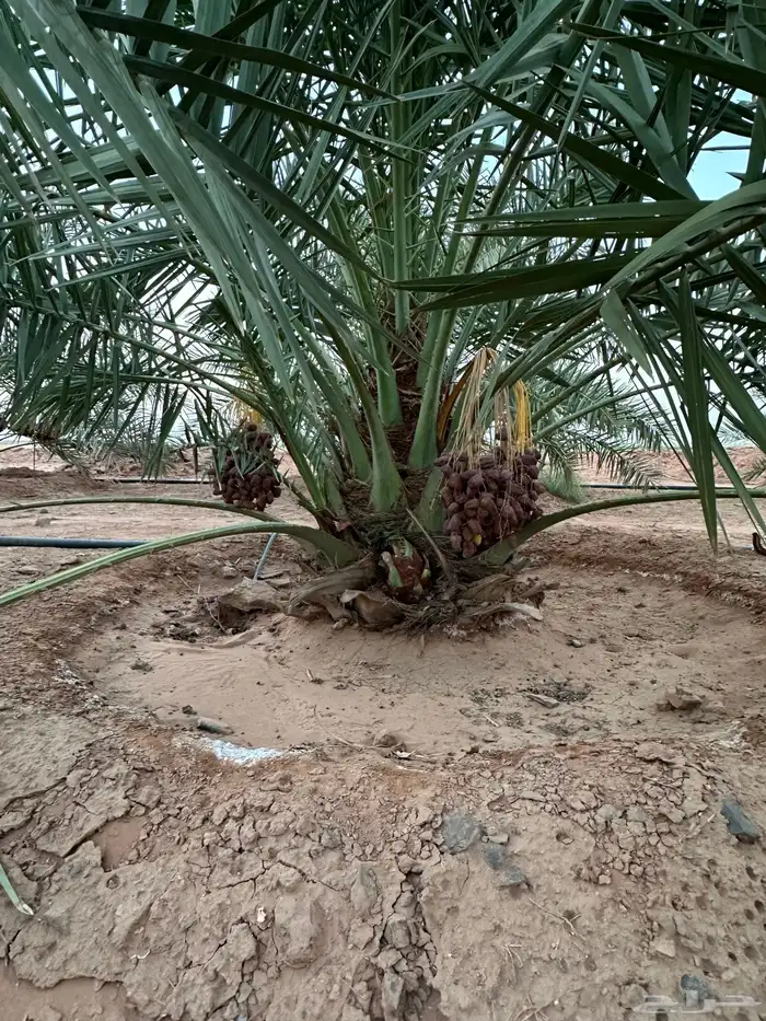 نخل نوايع للبيع 5