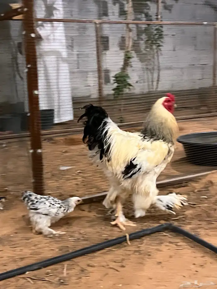 دجاج براهما 3