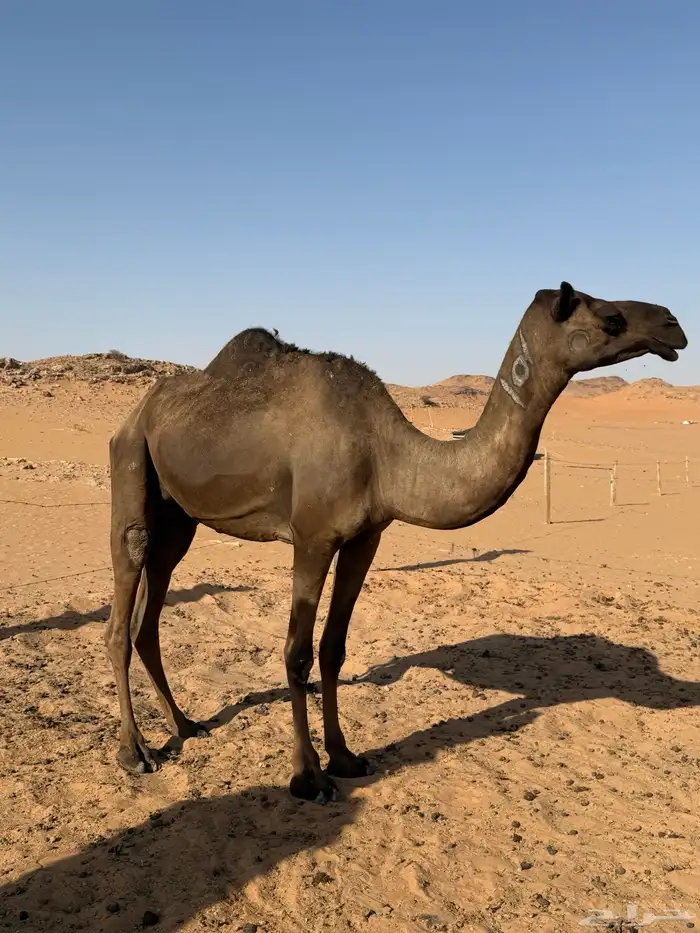 نياق ل البيع على السوم 3