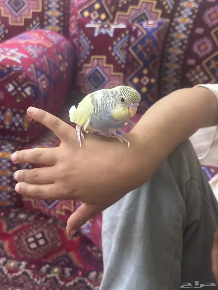 فرخ بادجي 0