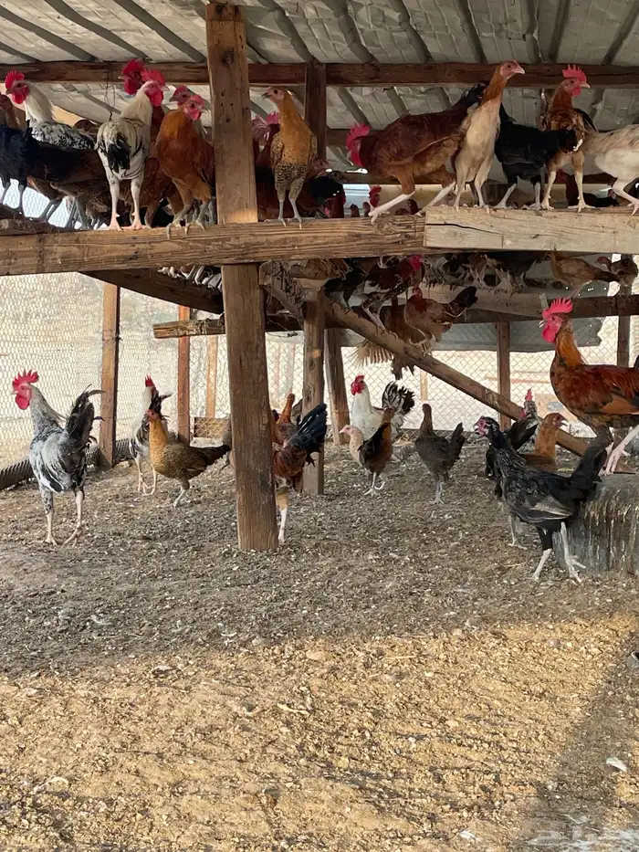 دجاج بلدي 15