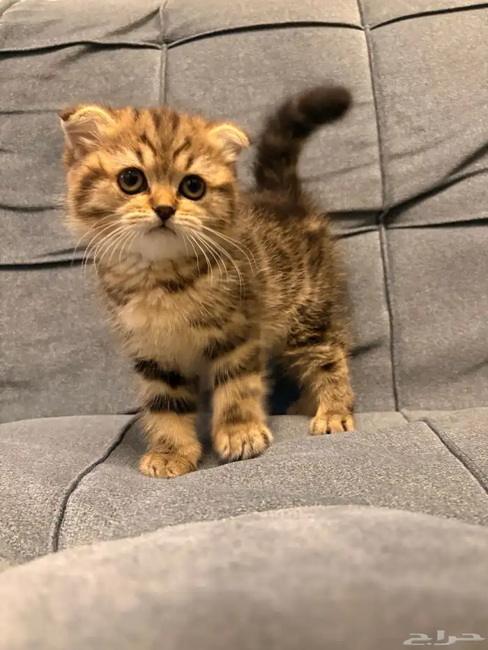 قطط سكوتش فولد للبيع 5