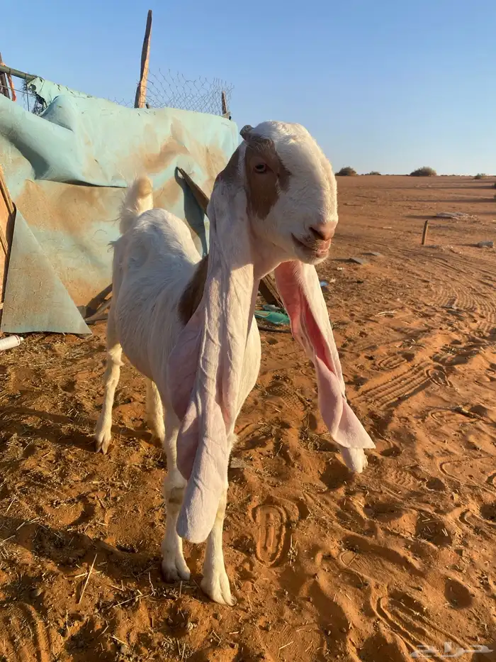 جفره ثنيه خصم حاصب قريبت ولاد 4