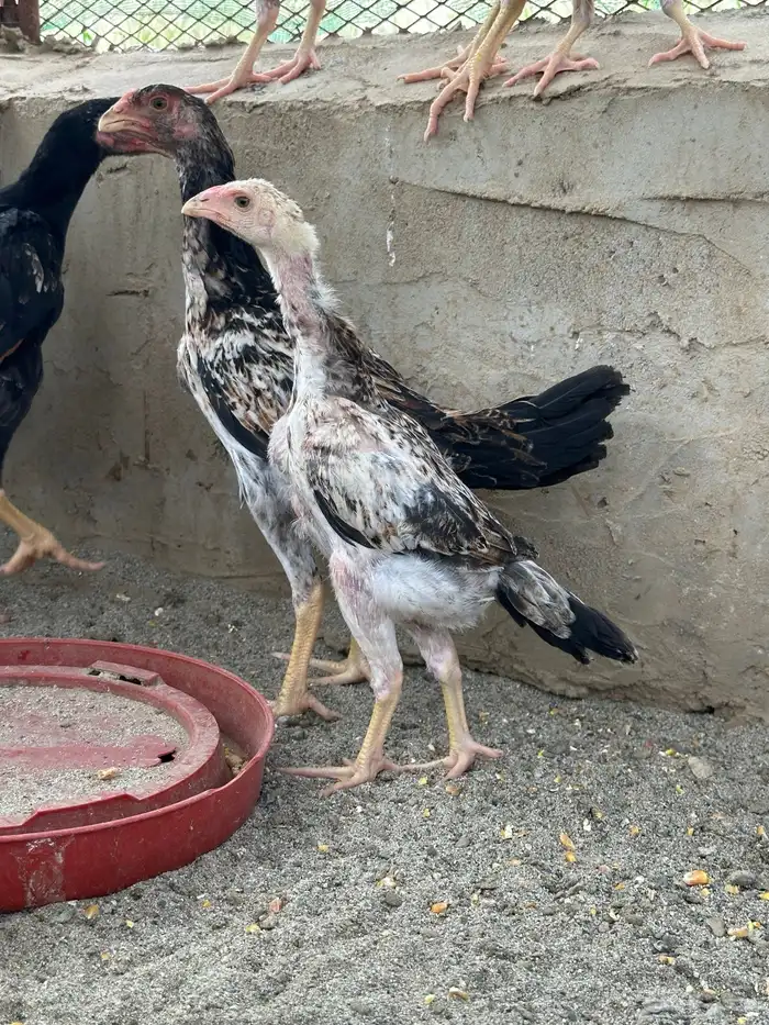 دجاج شامو ياباني 2