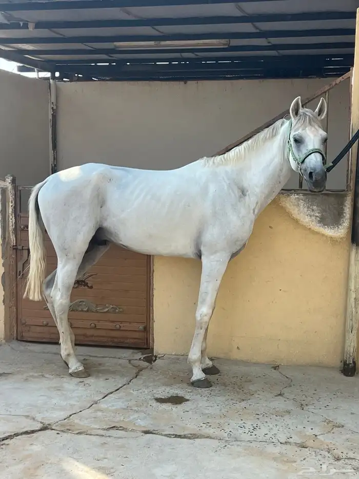 حصان عربي شعبي هادي جداا 0