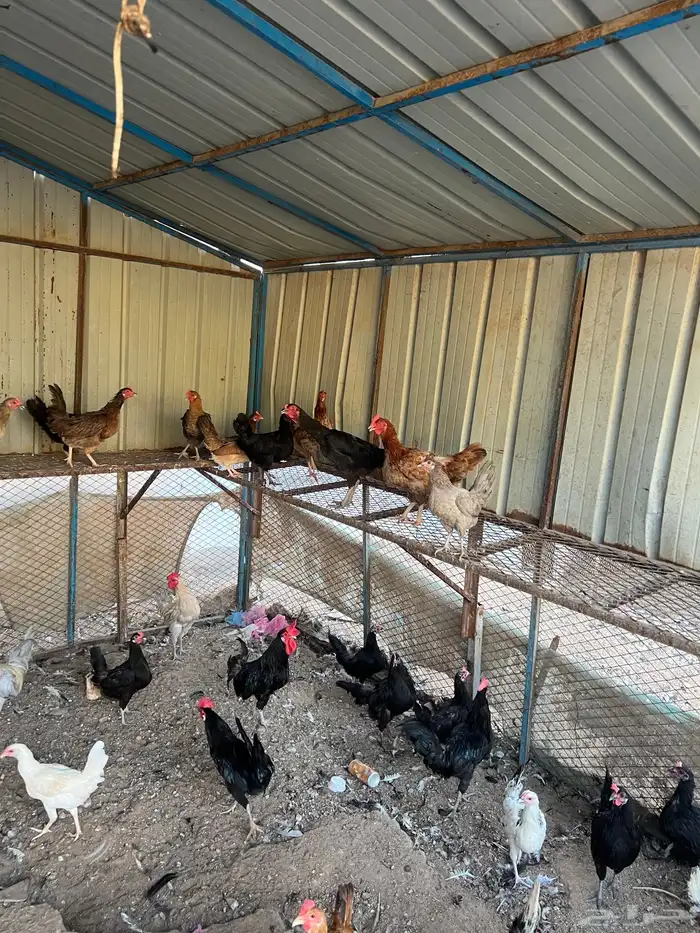 دجاج بلدي(تم البيع) 4