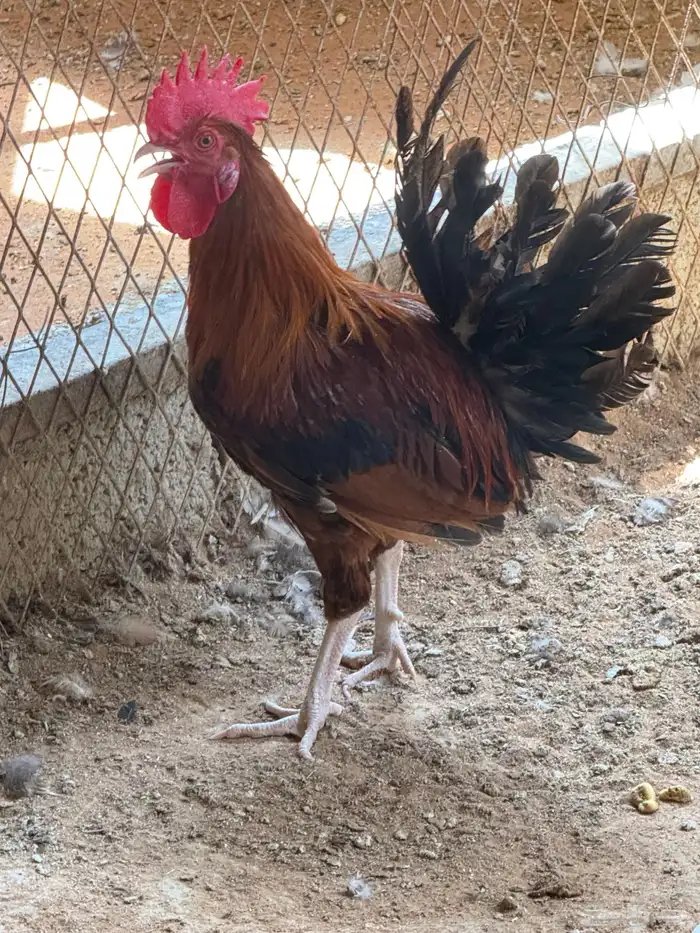 ديوك للبيع 0
