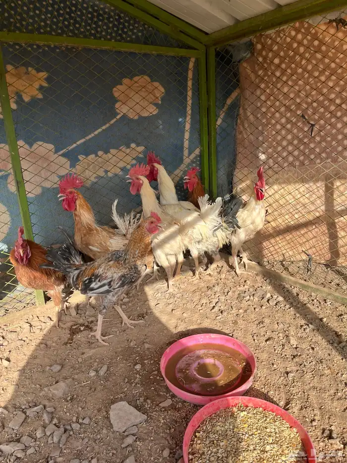 ديكه للبيع 4