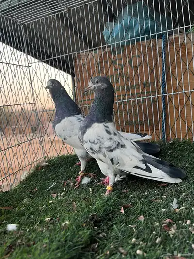 جوز تيدي (بيور ) index