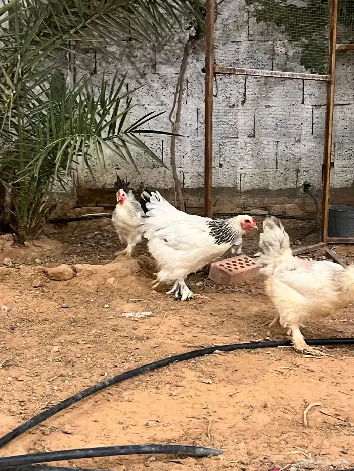 دجاج براهما 0