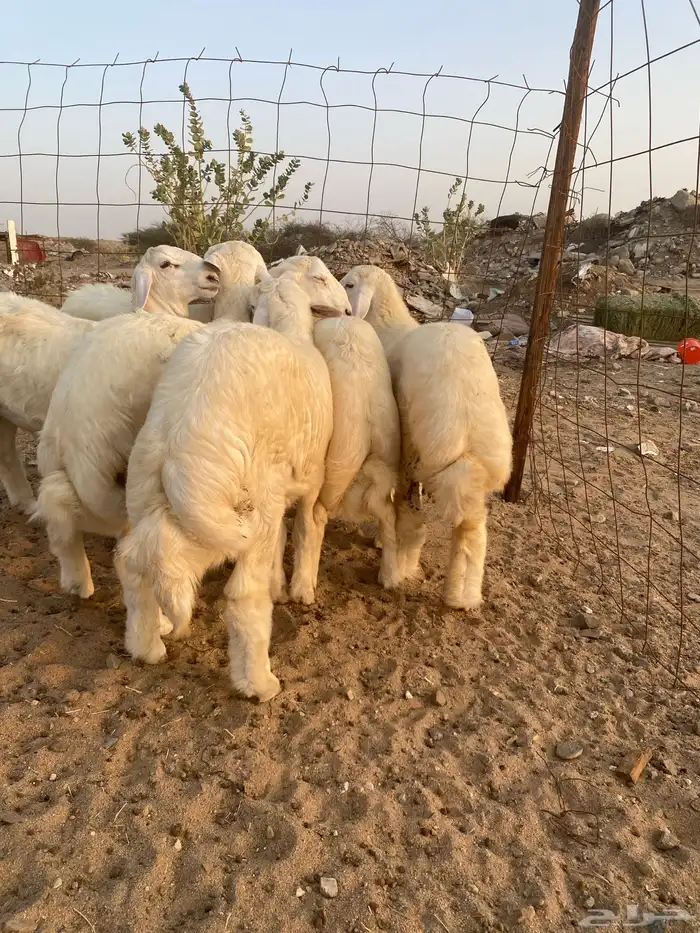 6 طليان فاخره للبيع جمله وتفريد ذبايح 0