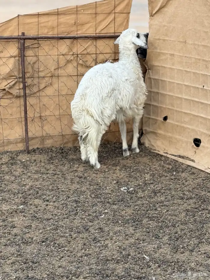 خروف حري 2