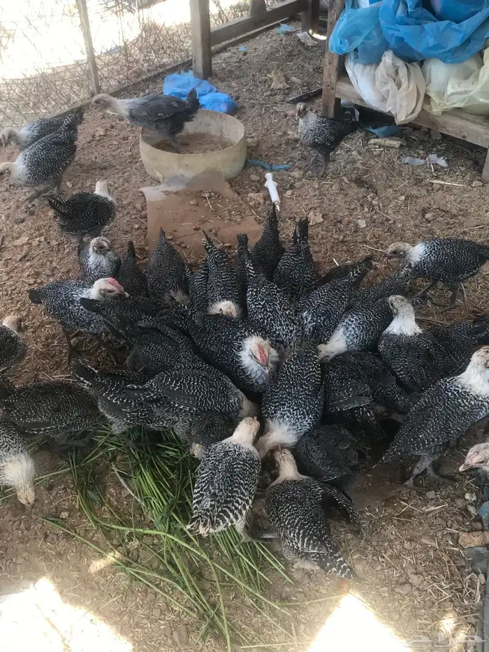 دجاج فيومي شهرين و 20 يوم 3
