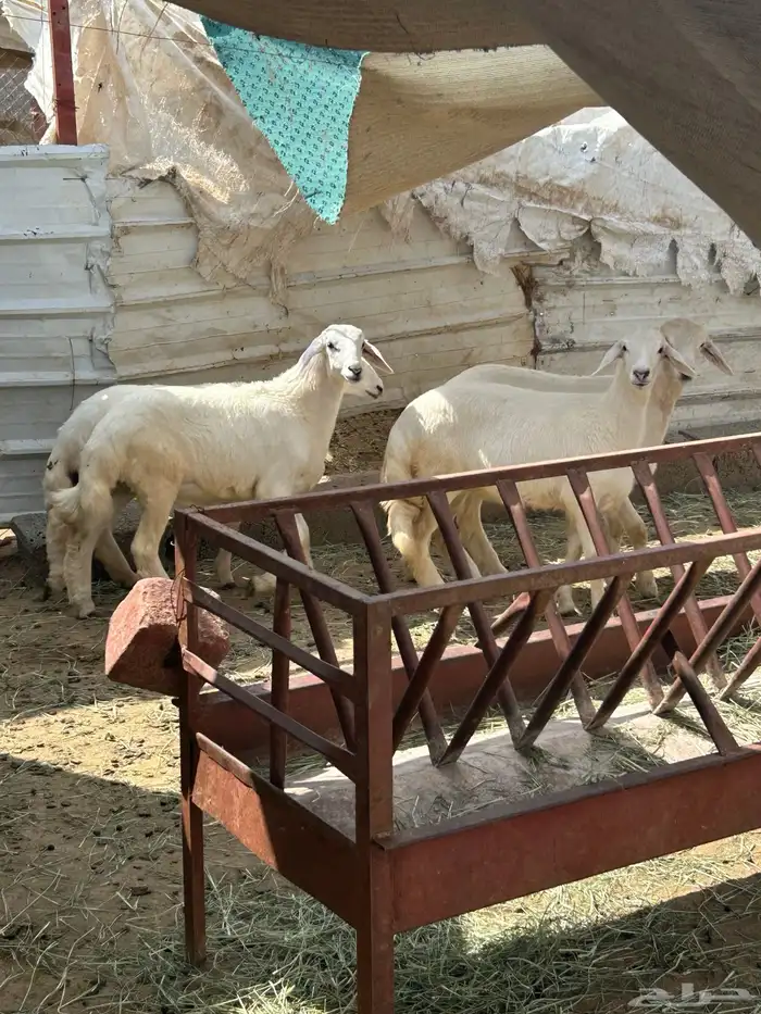 بهم للبيع تم البيع 1