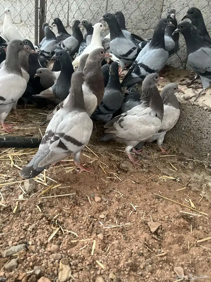 زغليل زاجل فرنسي سوبر جانبو سلفر 4