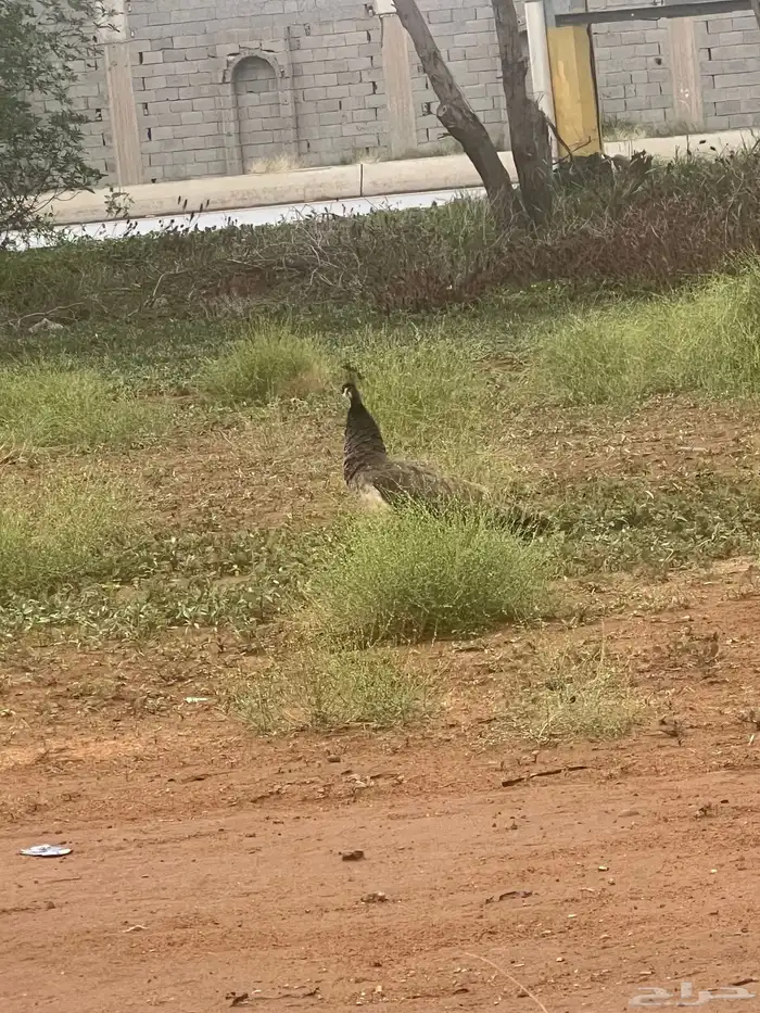 طاووس 3