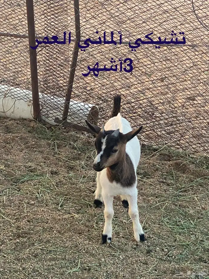 تيوس قزميه 4