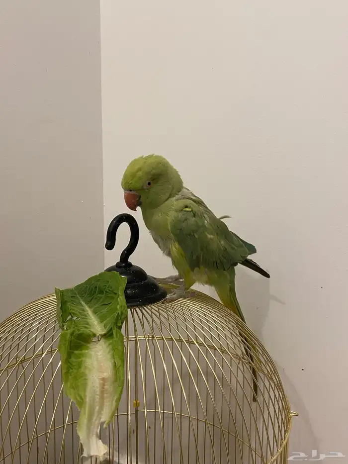 للبيع دره 4
