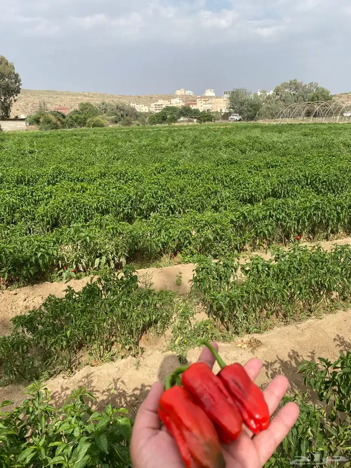 فلفل شقرا حبحر بلدي   قطف يومي 0