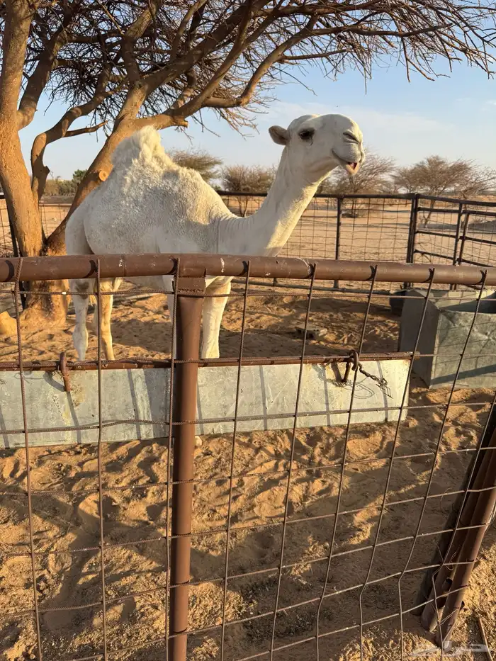 قعود عليني عل بعير المير سلطان ابن محمد 1