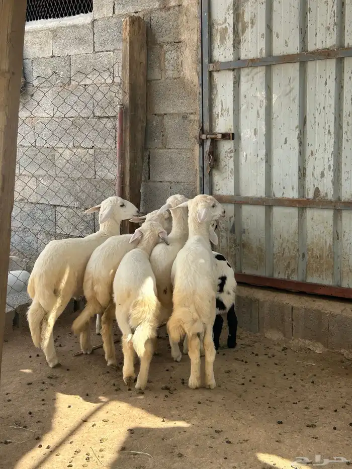 بهم للبيع تم البيع 0