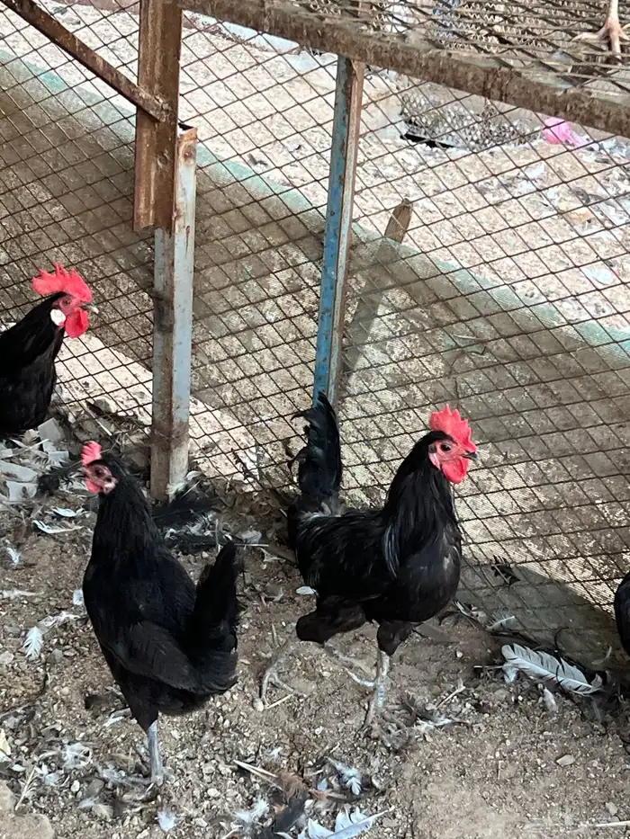 دجاج بلدي(تم البيع) 0