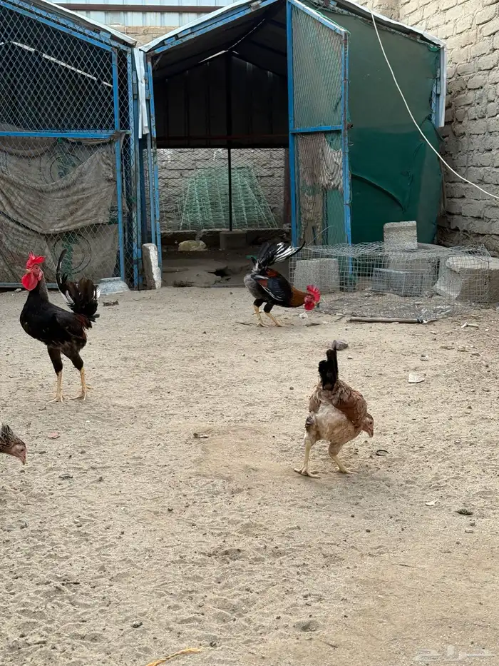 دجاج بلدي 11