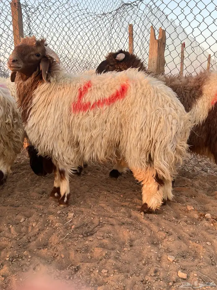 ذبايح 4