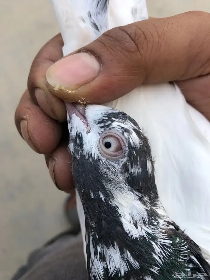 حمام باكستاني 4