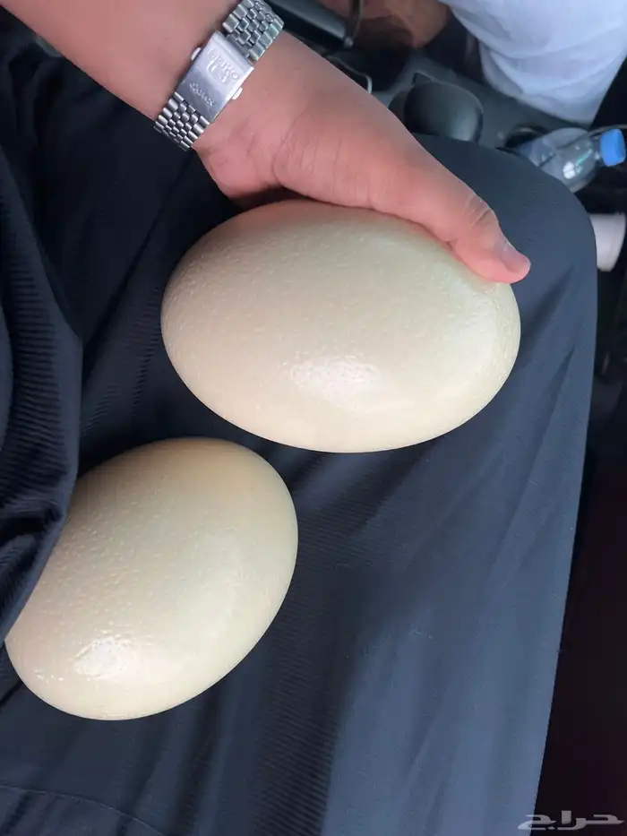 بيض نعام غير مخصب وغير صالح للاكل 0
