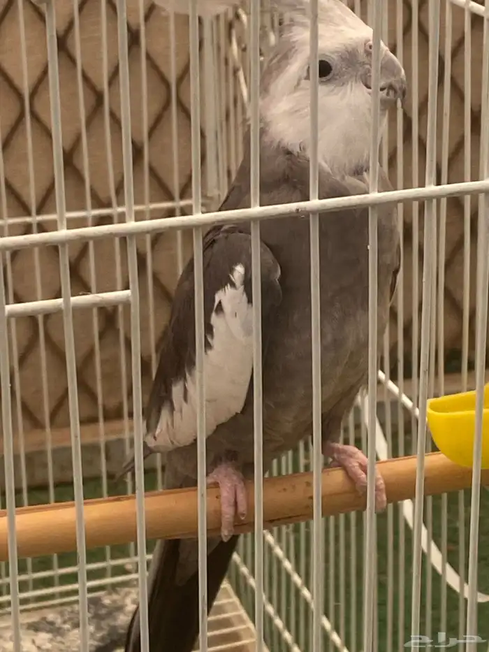 ذكر كروان. منتج 1