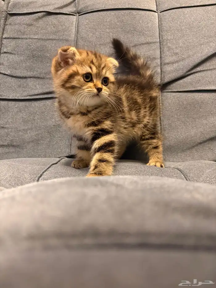 قطط سكوتش فولد للبيع 2