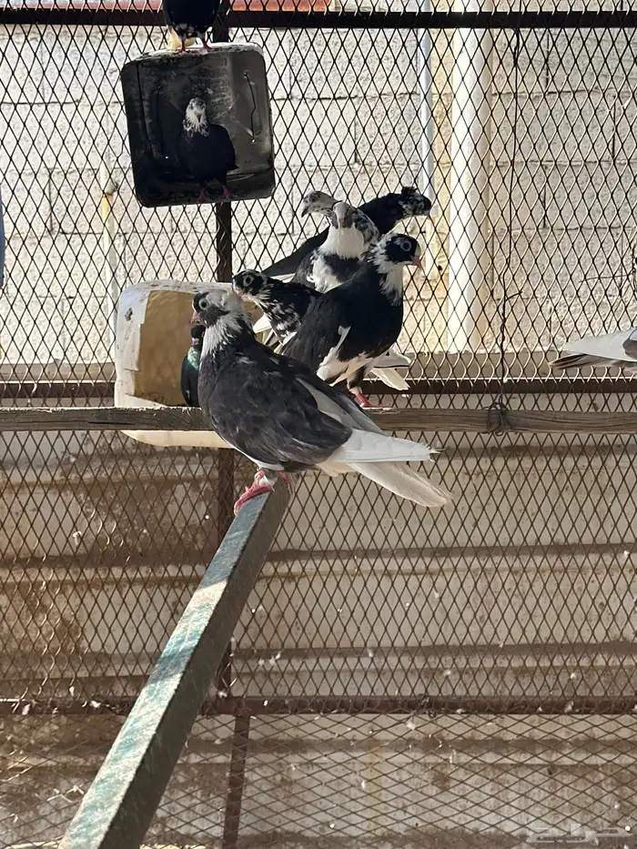 حمام مشكل 1