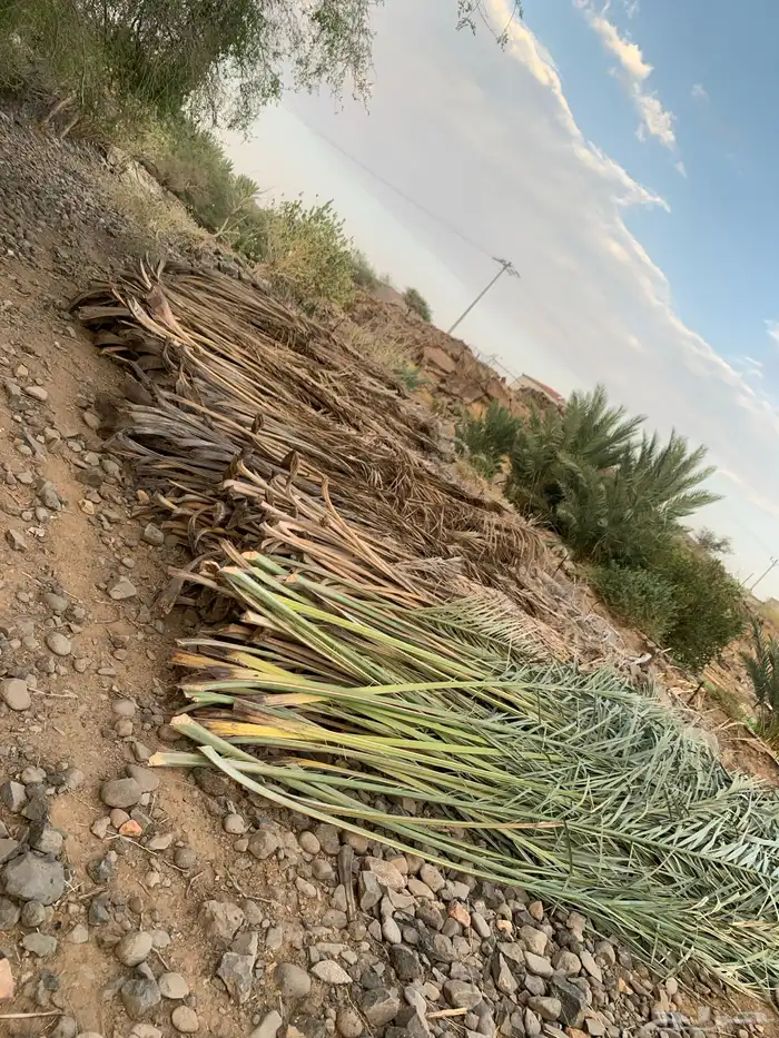 صريف نخل سعف او عسيب للبيع 3