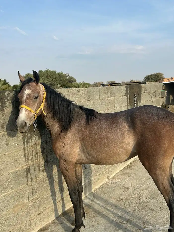 حصان شعبي سليم وشرط 1