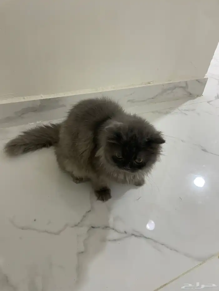 قط لتبني 3