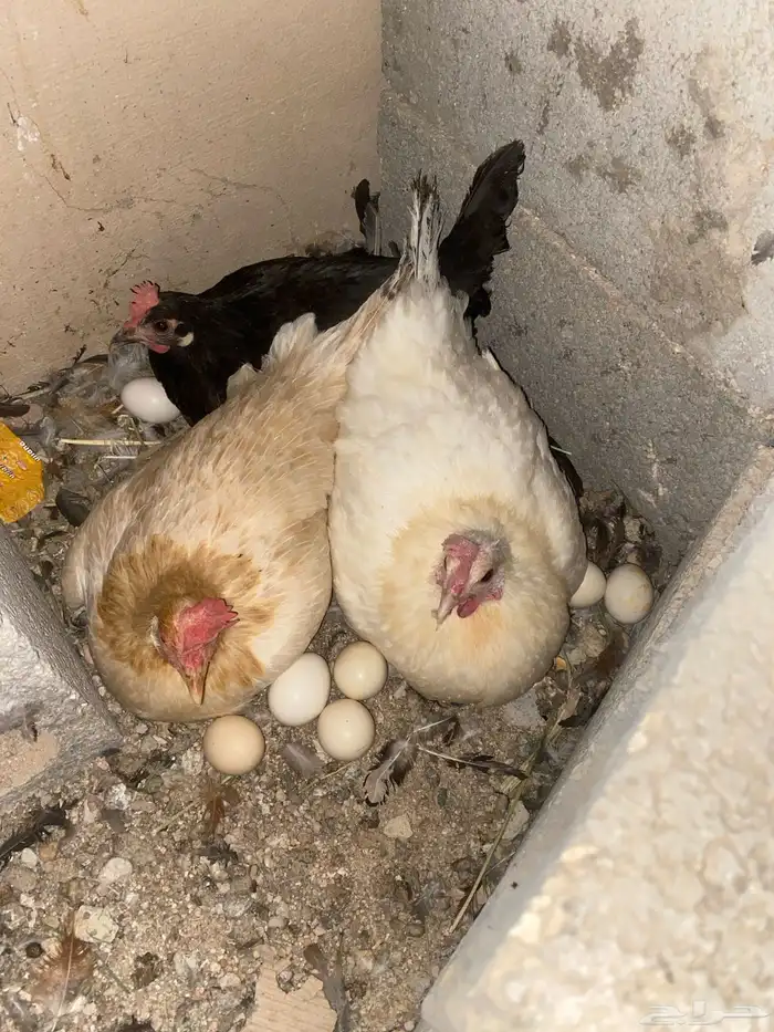 دجاج عربي شرط يرجن على البيض 3دجاج وحد ديك 1