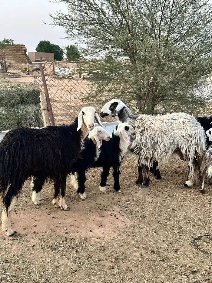 خلفات نجد 3