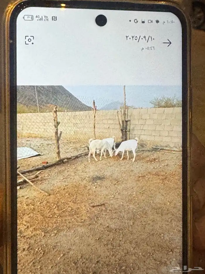 معزا بيشيات للبيع 3