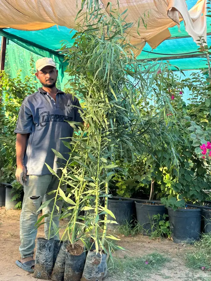 طلح ملحي 2 متر ب 10 2