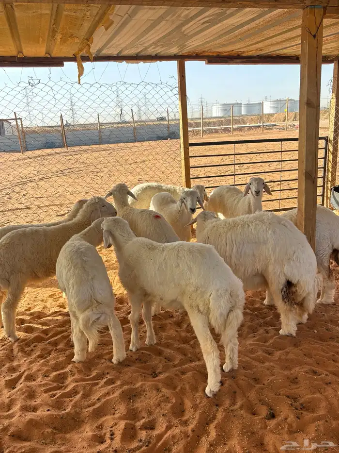 ذبائح حري ذبايح نعيمي وسواكني ذبح وتوصيل 4