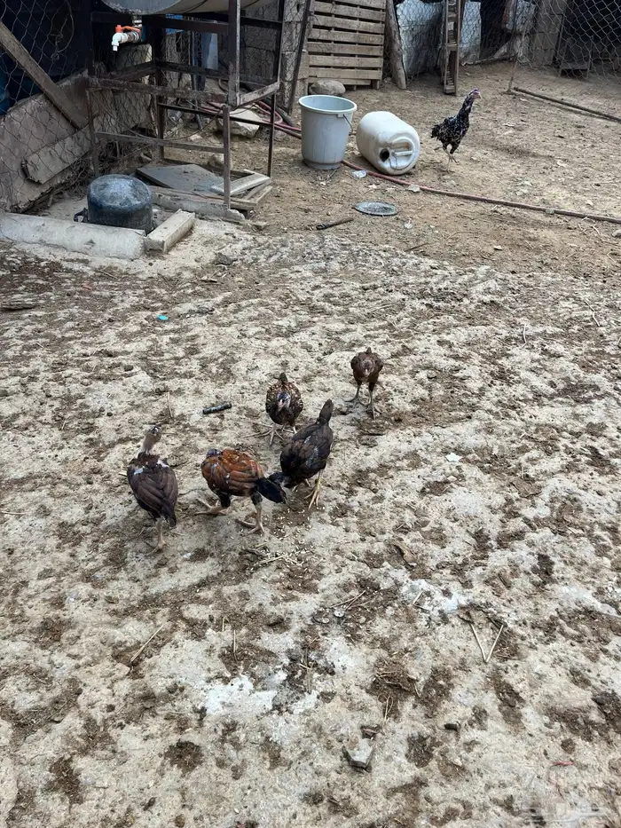 دجاج سندي بيور 7