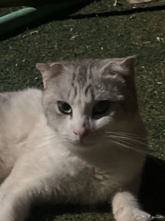 قطو اسكتلندي 2