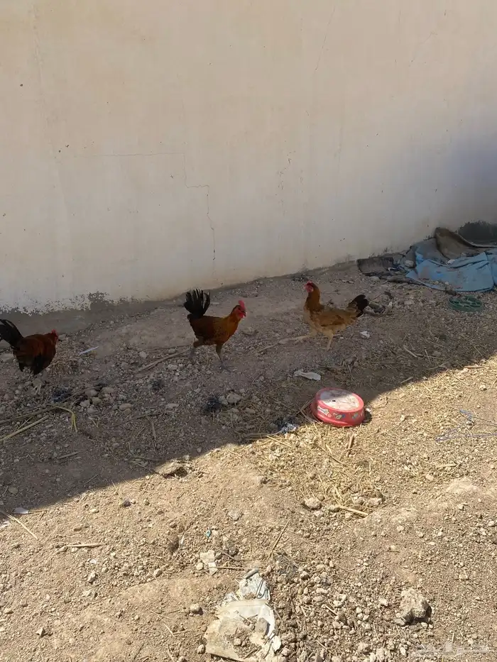 ديكه فيومي ذهبي مستعجل 2