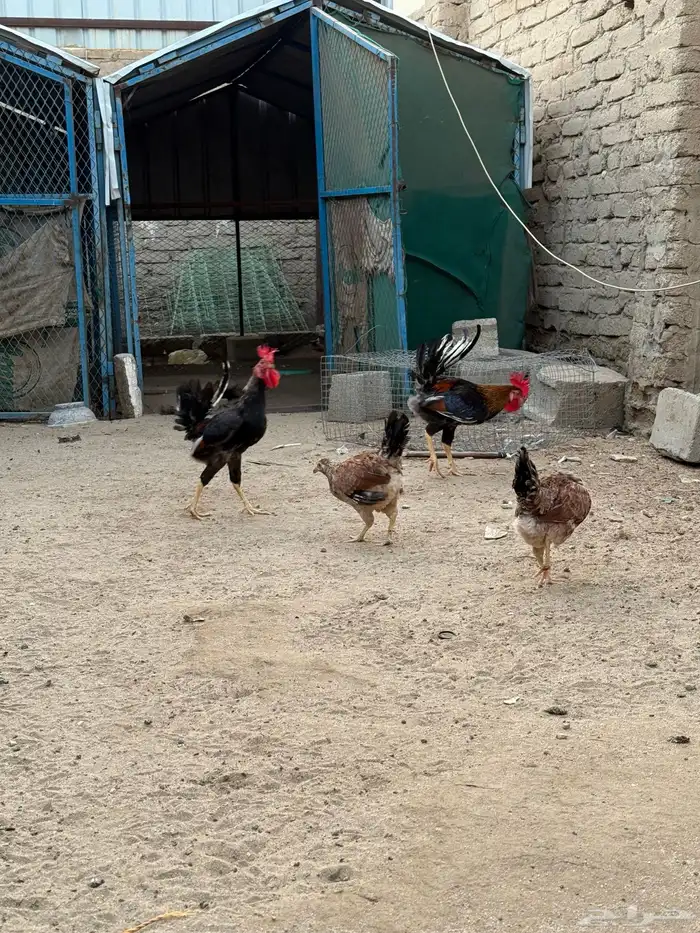 دجاج بلدي 7